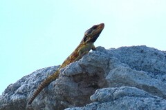 Pseudocordylus microlepidotus