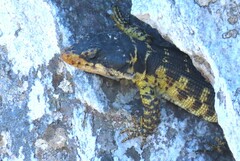 Pseudocordylus microlepidotus