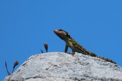 Pseudocordylus microlepidotus