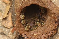 Nannotrigona testaceicornis