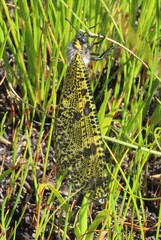 Palpares speciosus