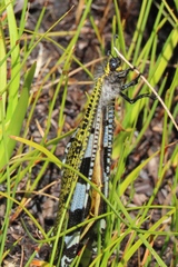 Palpares speciosus