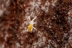 Eupodoidea