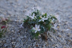 Loeseliastrum schottii