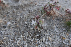 Loeseliastrum schottii