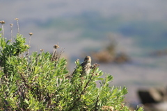 Passerculus sandwichensis rostratus