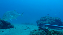 Caranx ignobilis