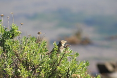 Passerculus sandwichensis rostratus