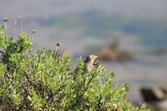 Passerculus sandwichensis rostratus