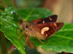 Dalla mesoxantha