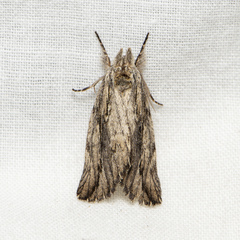 Ecnomodes sagittaria