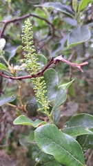 Escallonia pulverulenta