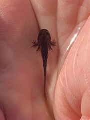 Ambystoma opacum