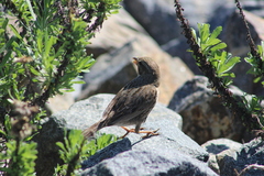 Passerculus sandwichensis rostratus