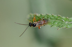 Diplazon laetatorius