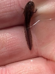 Ambystoma opacum