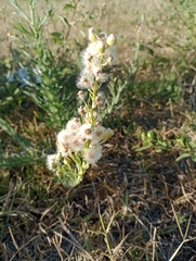 Erigeron bonariensis