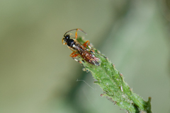 Diplazon laetatorius