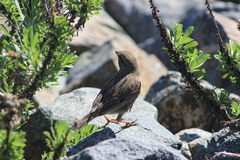 Passerculus sandwichensis rostratus