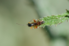 Diplazon laetatorius