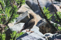 Passerculus sandwichensis rostratus