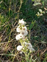 Erigeron bonariensis