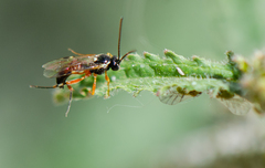 Diplazon laetatorius