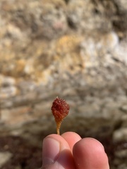 Boltenia villosa