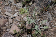 Chaenactis douglasii