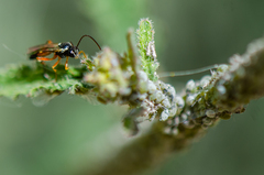 Diplazon laetatorius