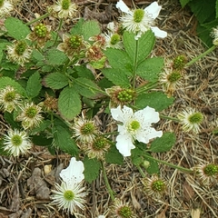Rubus argutus