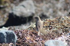 Passerculus sandwichensis rostratus