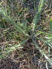 Erigeron bonariensis