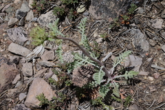 Chaenactis douglasii