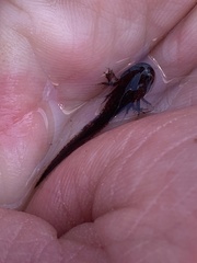 Ambystoma opacum
