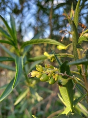 Cestrum parqui