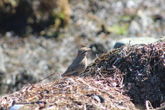 Passerculus sandwichensis rostratus