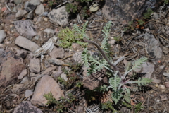 Chaenactis douglasii