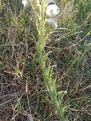 Erigeron bonariensis