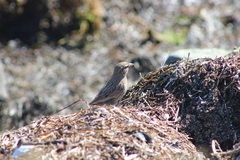 Passerculus sandwichensis rostratus