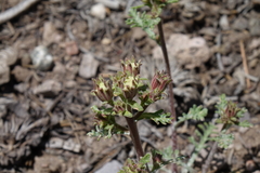 Chaenactis douglasii