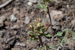 Chaenactis douglasii