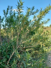 Cestrum parqui