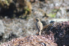 Passerculus sandwichensis rostratus