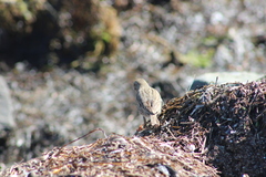 Passerculus sandwichensis rostratus