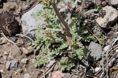 Chaenactis douglasii