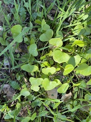 Claytonia perfoliata