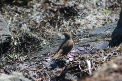 Passerculus sandwichensis rostratus