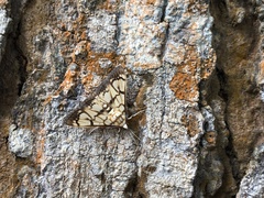 Nosophora euryterminalis