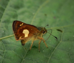 Dalla mesoxantha
